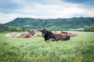 Herd of cows at the pasture
