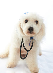 dog dressed as doctor