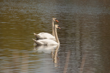 couple of Two white beautiful Swans swimming on the lake