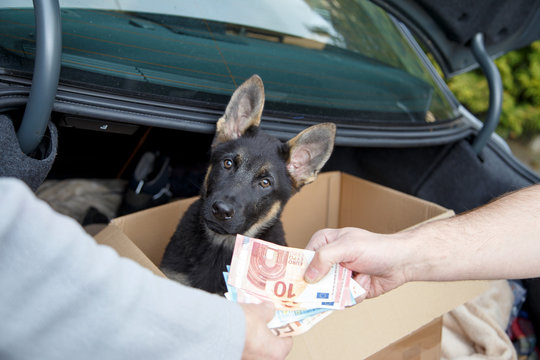 Hundewelpe im Kofferraum 