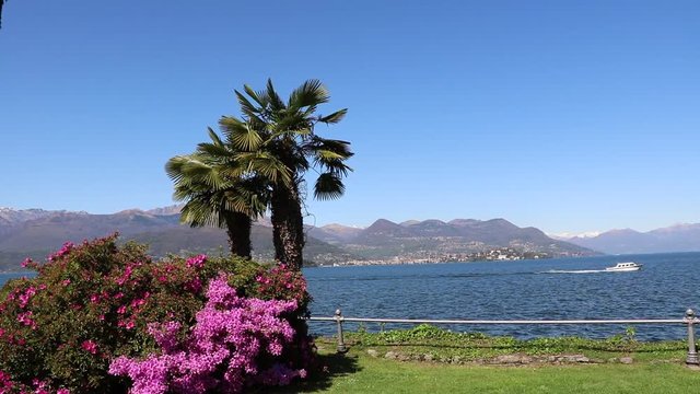 Azaleas and palms at waterfront Stresa on Lake Maggiore in Italy 