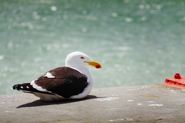 Kelp gull resting in a harbor (Larus dominicanus)