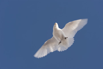 Snowy Sheathbill  in Antarctica