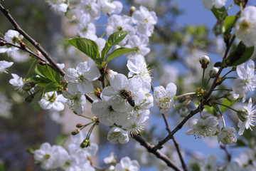 A bee on the white cherry blossom