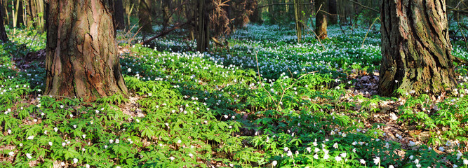 Panoramic image of snowdrops in the forest
