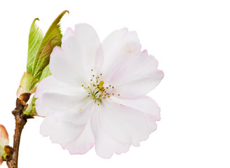 Fototapeta na wymiar Isolated white cherry blossom