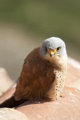 A male lesser kestrel on a roof. Extremadura (Spain).