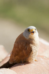 A male lesser kestrel on a roof. Extremadura (Spain).