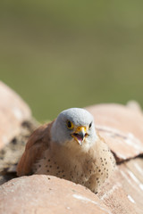 A male lesser kestrel on a roof. Extremadura (Spain).