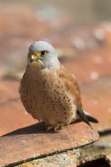 A male lesser kestrel on a roof, beside the nest. Extremadura (Spain).