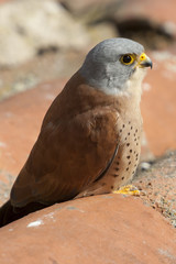 A male lesser kestrel on a roof. Extremadura (Spain).