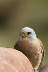 A male lesser kestrel on a roof. Extremadura (Spain).
