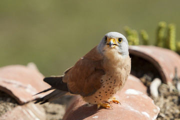 A male lesser kestrel on a roof. Extremadura (Spain).