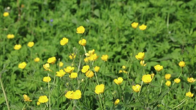 Meadow of Marsh marigold buttercup in spring