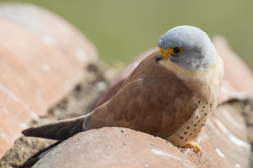 A male lesser kestrel on a roof. Extremadura (Spain).