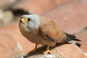 A male lesser kestrel on a roof. Extremadura (Spain).