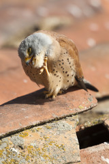 A male lesser kestrel on a roof, beside the nest. Extremadura (Spain).