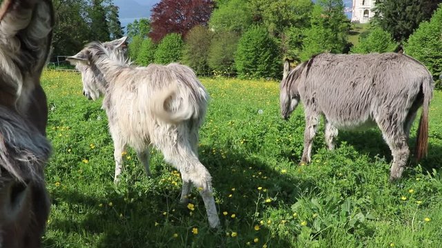 donkey family in Italy