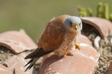 A male lesser kestrel on a roof. Extremadura (Spain).