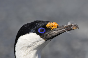 Antarctic Shag close up