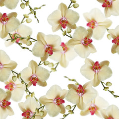 Delicate floral background. Orchids 