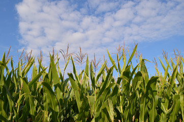 Obraz premium Corn fields with flowering maize plants, Zea mays against cloudy sky in rural Flanders