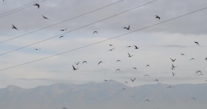 Pigeons flying in the skies over Los Angeles, California.  Power cables and mountains in background.  Early morning. Originally recorded in 4K DCI at 60fps.