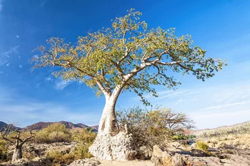 Papier Peint photo Autocollant Baobab Baobab dans la région des chutes d& 39 Epupa en Namibie. Le baobab est le nom commun de chacune des neuf espèces d& 39 arbres du genre Adansonia et atteint des hauteurs de 5 à 30 m. et ont des diamètres de tronc de 7 à 11 m.