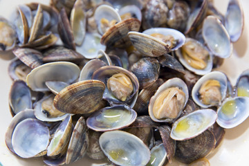 Clams