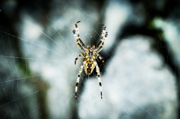 Spider on spiderweb