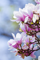 Obraz premium Closeup of Magnolia Flower at Blossom