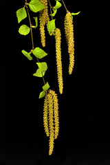 Twigs of a birch tree with green leaves and catkins.