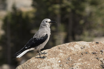 Clark's nutcracker bird standing on the edge of a cliff at Rocky mountains, Colorado, USA.