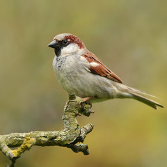 Vögel 9