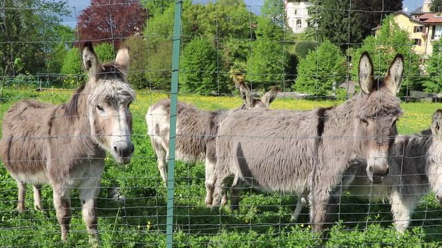 donkey herd on green field