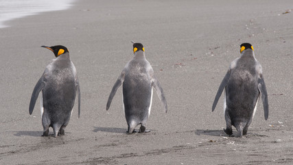 King penguin in South Georgia © Silver