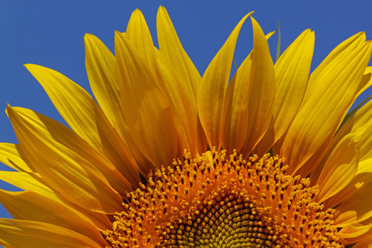 close up of sunflower over blue sky