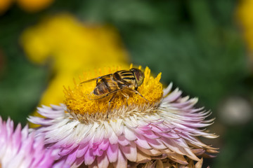 Hoverfly / Honey Bee collecting nectar from a flower in a sunny