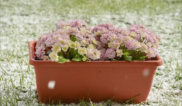 Rosa bl&uuml;hende Primeln im Schneefall bei Sonnenschein Cinemagramm