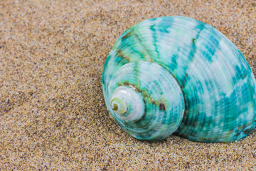 seashells on sand beach