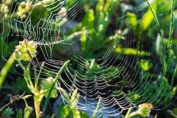 spiderweb close-up on a green grass