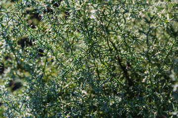 green leaves closeup