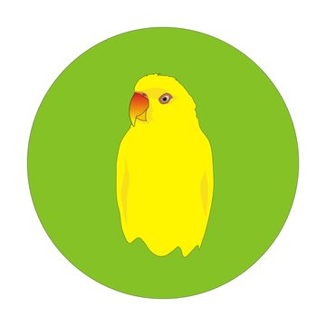 yellow parrot