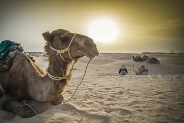 Crédence de cuisine en verre imprimé Chameau Camello en el desierto del Sáhara, Túnez