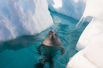 Fototapeta Crabeater seal in the water obraz
