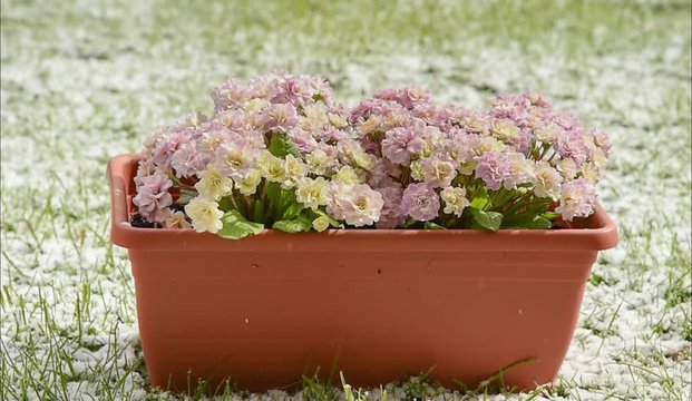 Rosa bl&uuml;hende Primeln im Schneefall bei Sonnenschein 