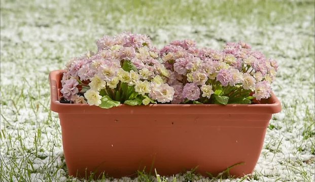 Rosa blühende Primeln im Schneefall bei Sonnenschein 