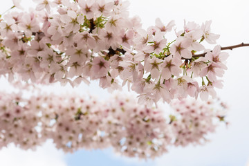 Cherry blossom flower in the city