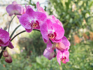 beautiful fresh vanda orchid flowers