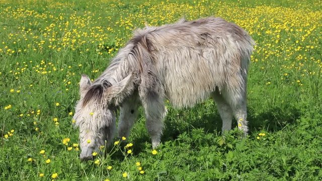 Young donkey eats on a spring meadow with many Marsh marigolds